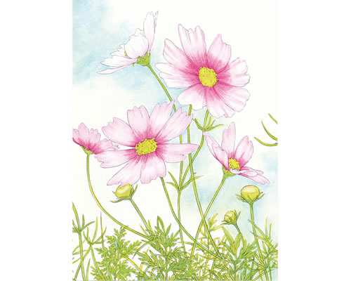 お部屋華やぐペンで描く水彩画風ぬり絵 コスモス