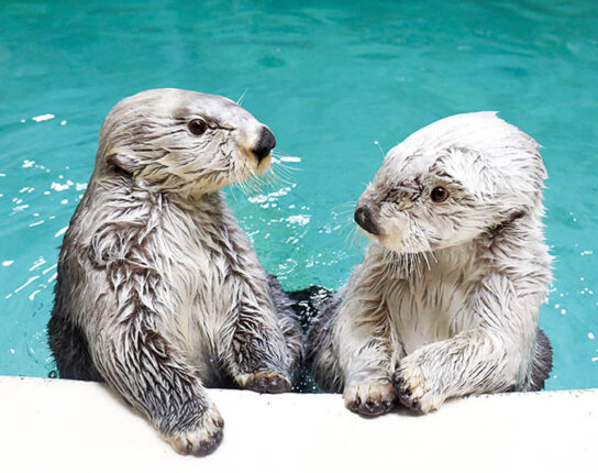 鳥羽水族館入館券付き選べる宿泊プラン