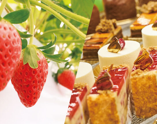 辻口パティシエの苺園で苺狩り食べ放題＆有名お菓子店＆アウトレットパーク滋賀竜王