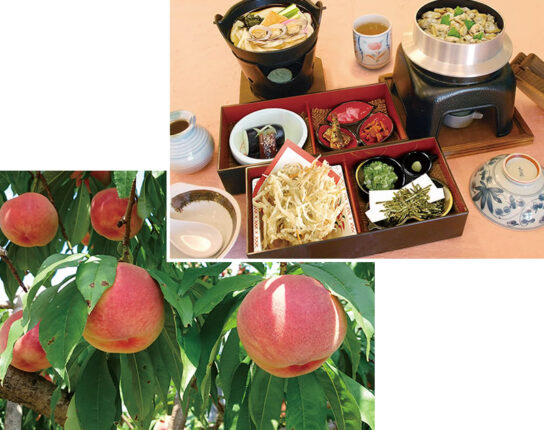 旬の桃2個狩り体験＆桃食べ放題と釜めしランチ日帰りプラン