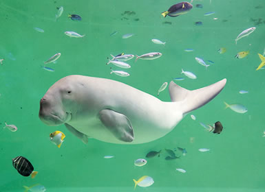 鳥羽水族館